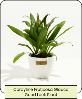 Cordyline Fruticosa Glauca Good Luck Plant