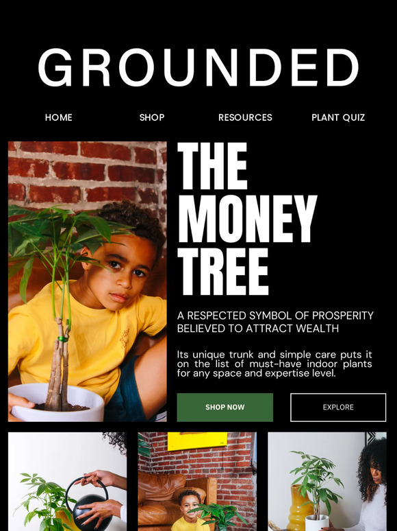 The Houseplant That Brings You Abundance 🌱