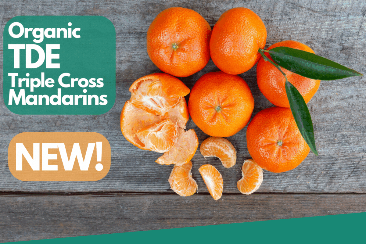 Frog Hollow Farm NEW! Organic TDE Triple Cross Mandarins! 🍊 Milled