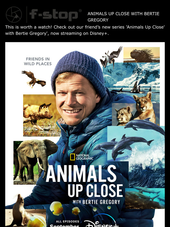 Animals up Close with Bertie Gregory on Disney+
