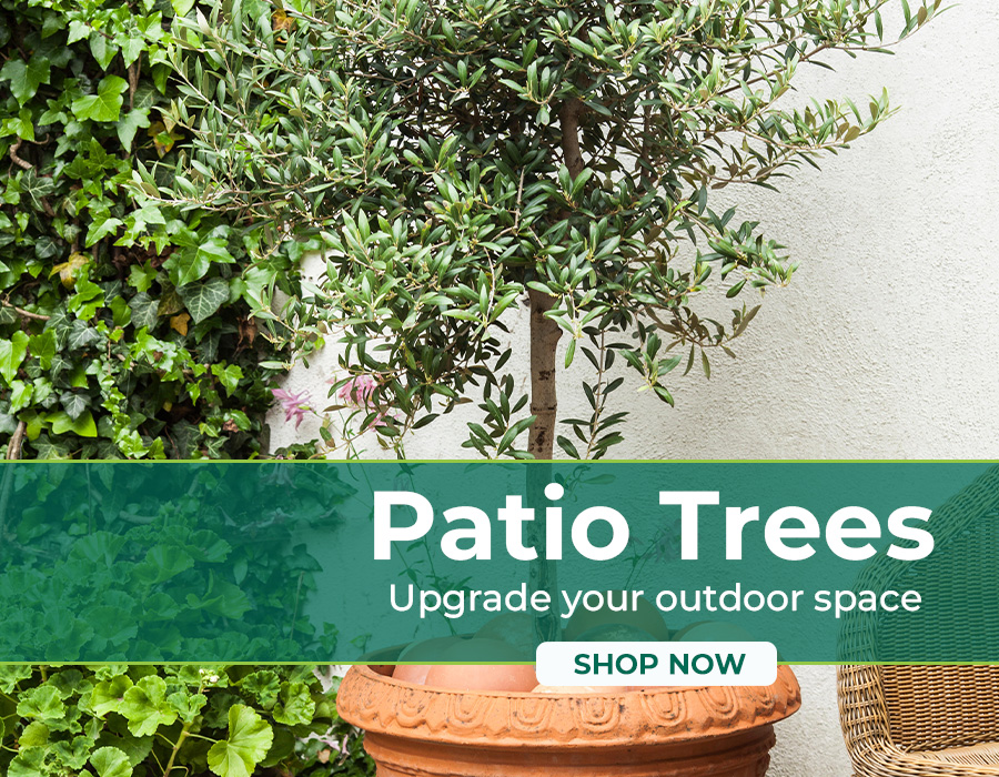 Gardeners Dream Discover our patio trees 🍀 Milled