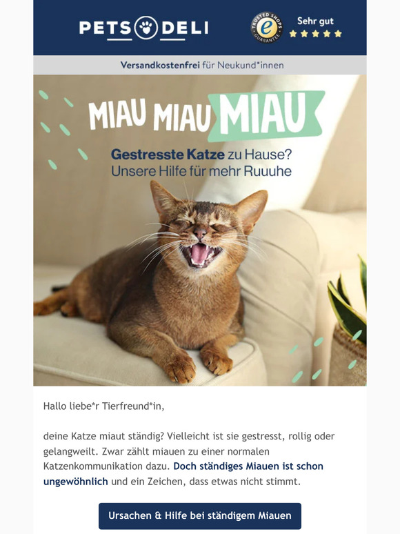 Hilfe bei ständigem Miauen