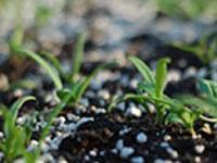 Granular Vs. Water Soluble Fertilizer