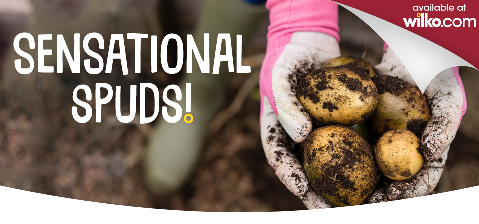 Sensational spuds!