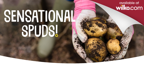 Sensational spuds!