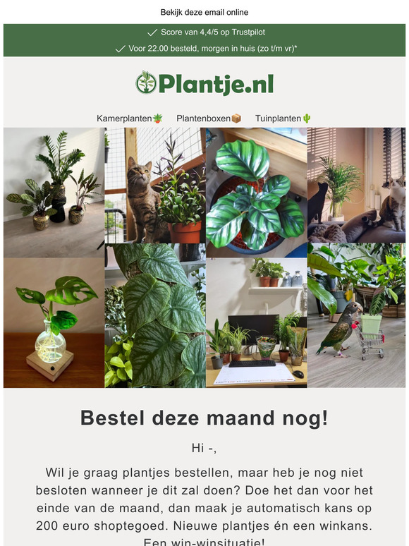 Vergroen je huis met onze levensechte kunstplanten 💚