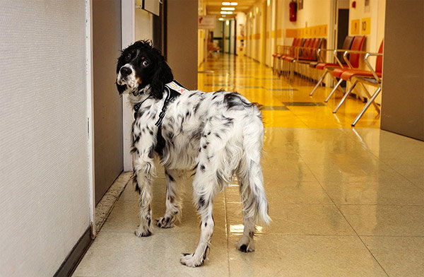 Snoopy, an English springer spaniel, in a hospital corridor, looking over his shoulder as he waits for his handler