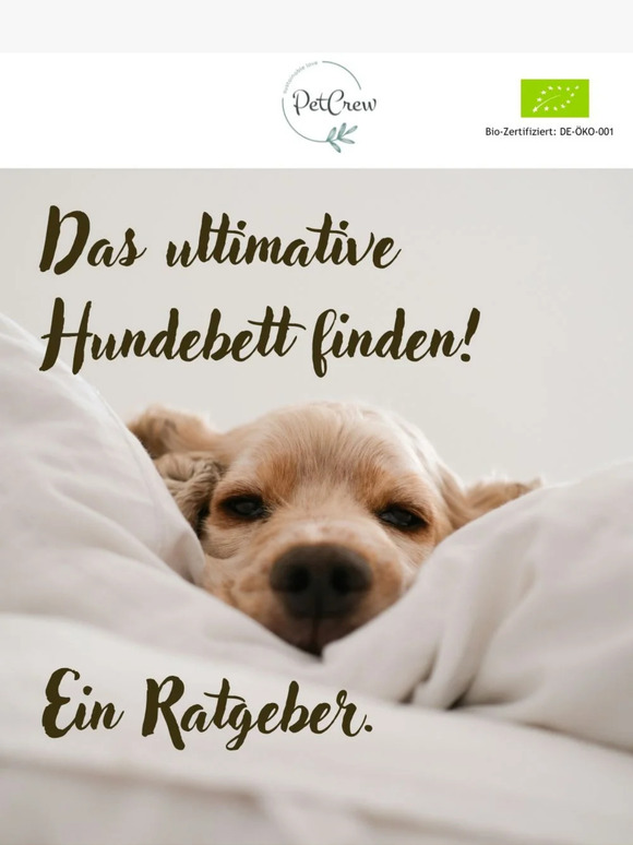 Der ultimative Schlafplatz-Ratgeber für deinen Hund 🛏️ 🐶