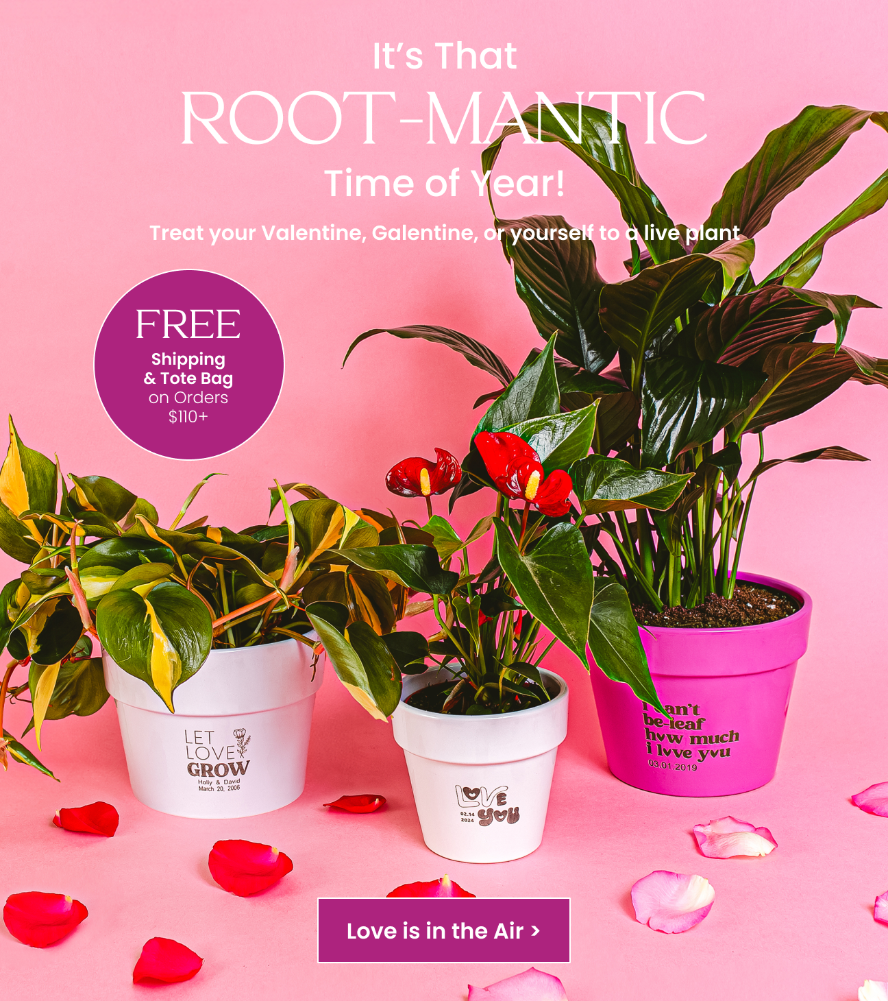 Shop Valentines Day Plants