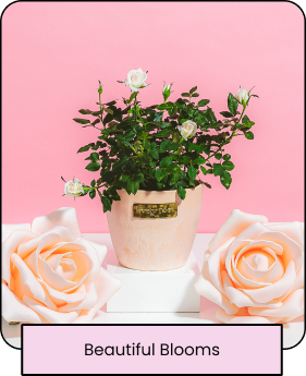 Beautiful Blooms