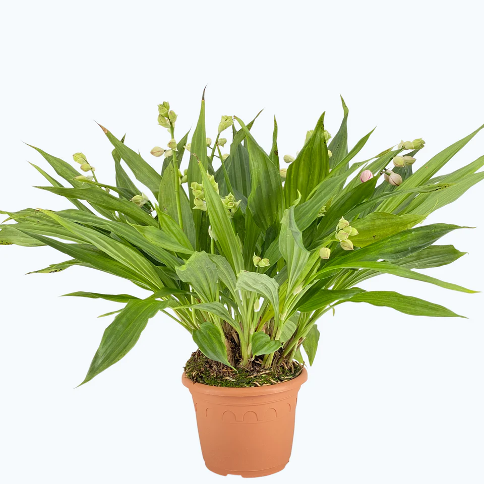 Orchideen Klusmann In der Aktion Dusty Belle und Phaius humblotii