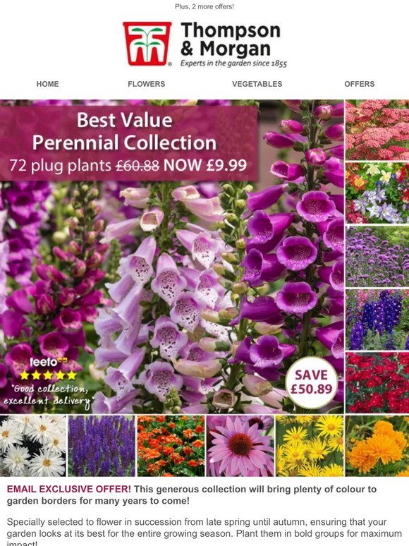 72 Perennials for £9.99! 48 HOURS ONLY!