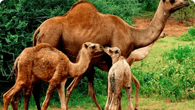 Ultimate Animals! Quiz