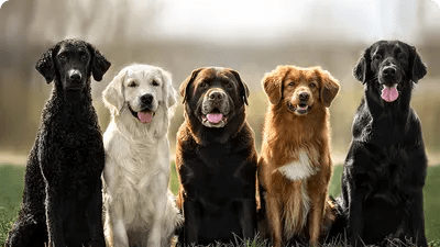 The Dog Breeds Quiz