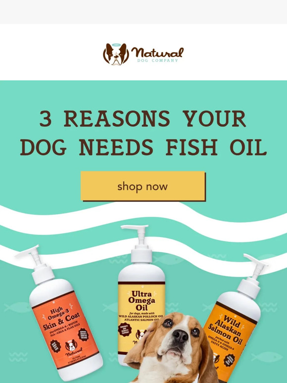 Natural Dog Company 3 Reasons Your Dog Needs Fish Oil 👀 Milled