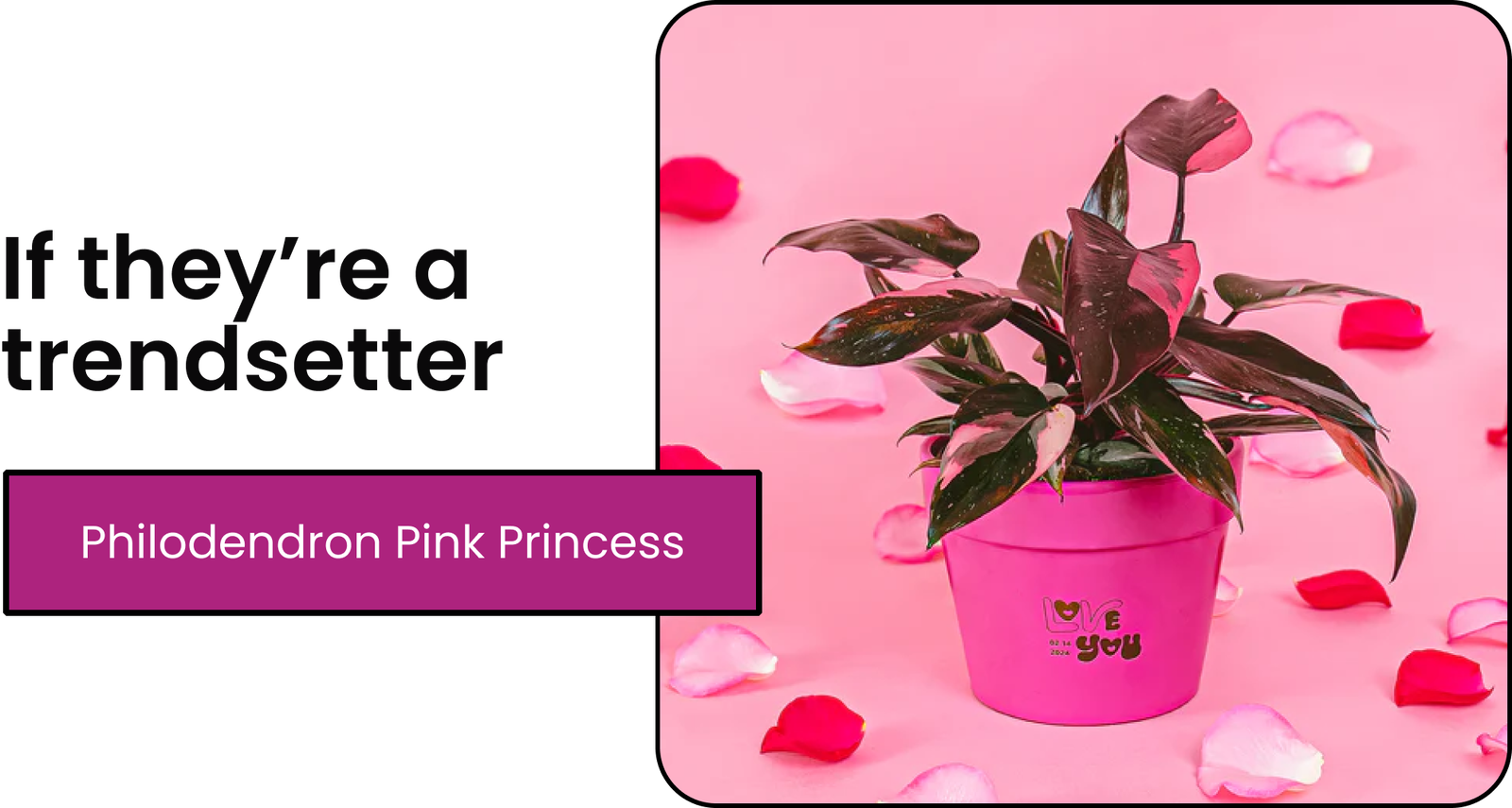 Philodendron Pink Princess