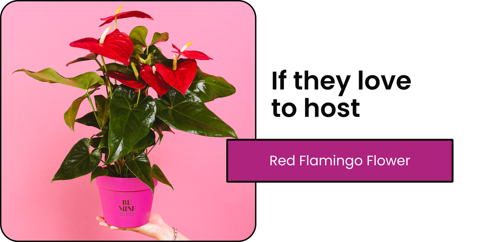 Red Flamingo Flower
