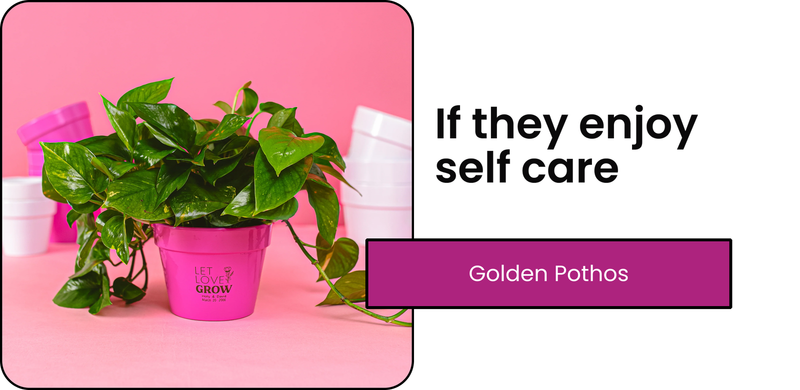 Golden Pothos