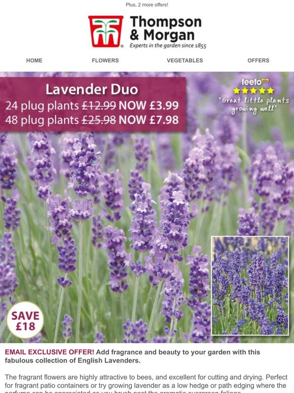 24 Scented Lavender Plants NOW £3.99! 48 HOURS ONLY!