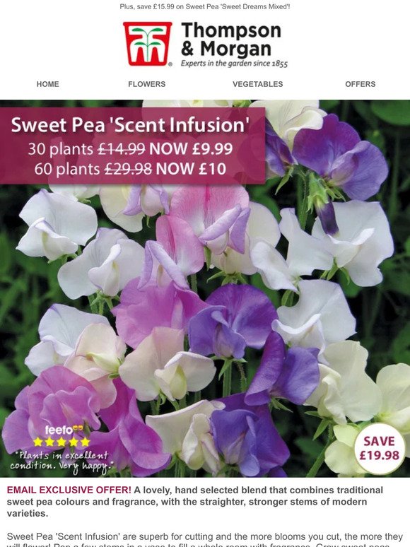 Sweet Peas from just 17p each - 48 HOURS ONLY!