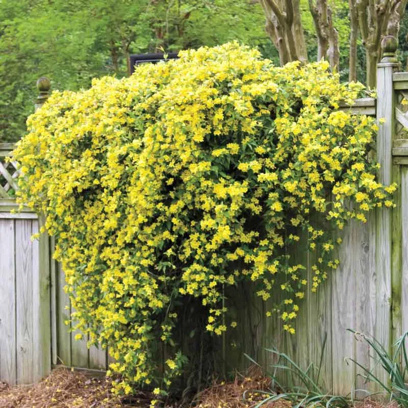 Hardy Carolina Jessamine