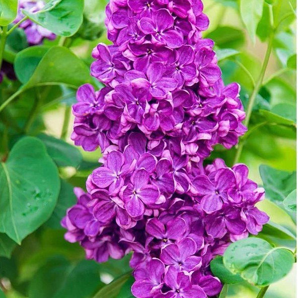 Yankee Doodle Lilac Shrub