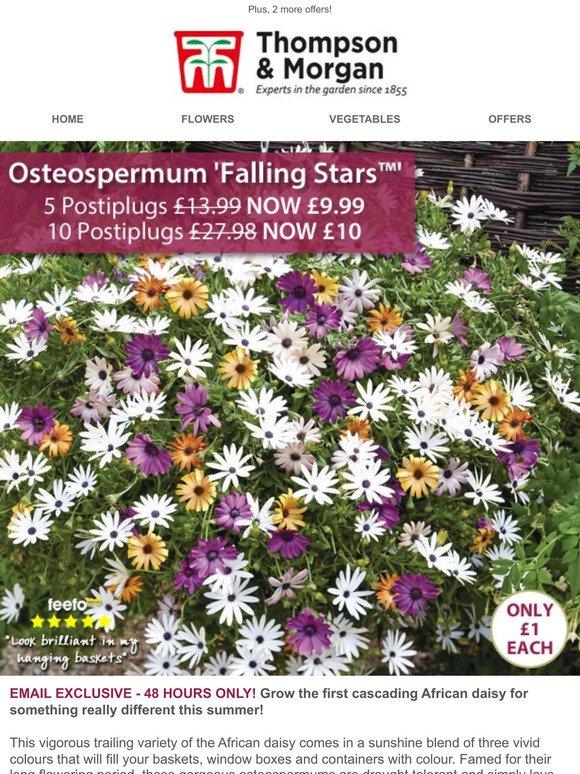 The First Trailing Daisy! 10 plants for £10