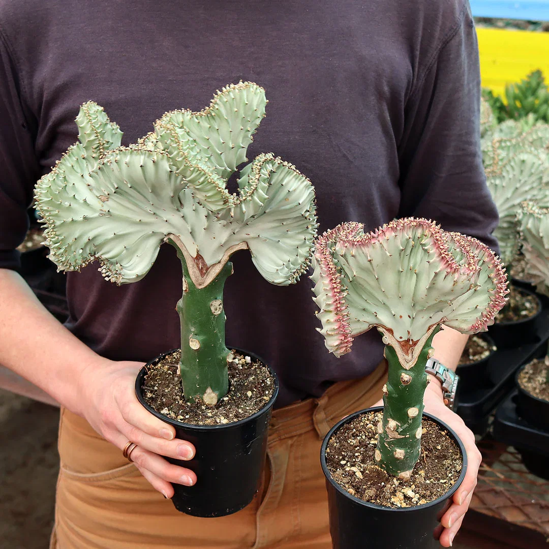 Euphorbia lactea crested