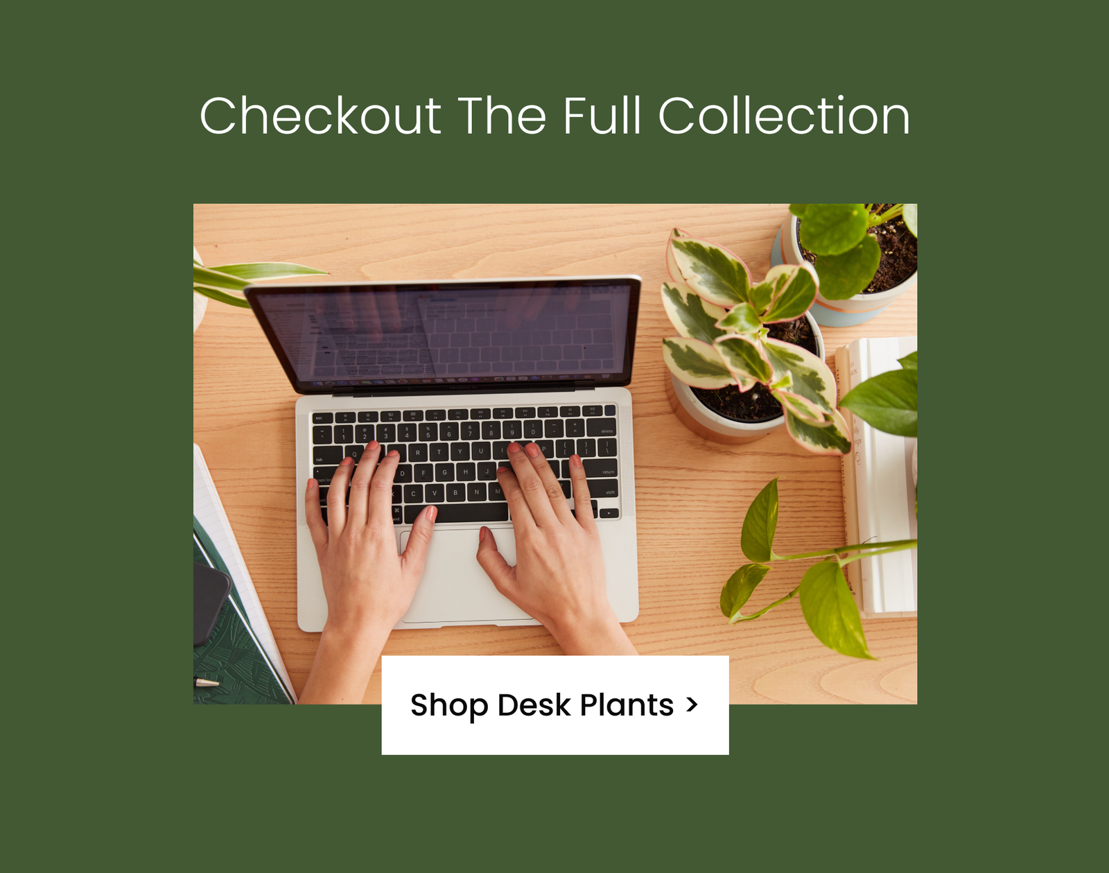 Shop All Desk Plants