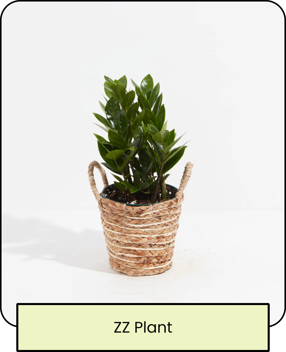 ZZ Plant
