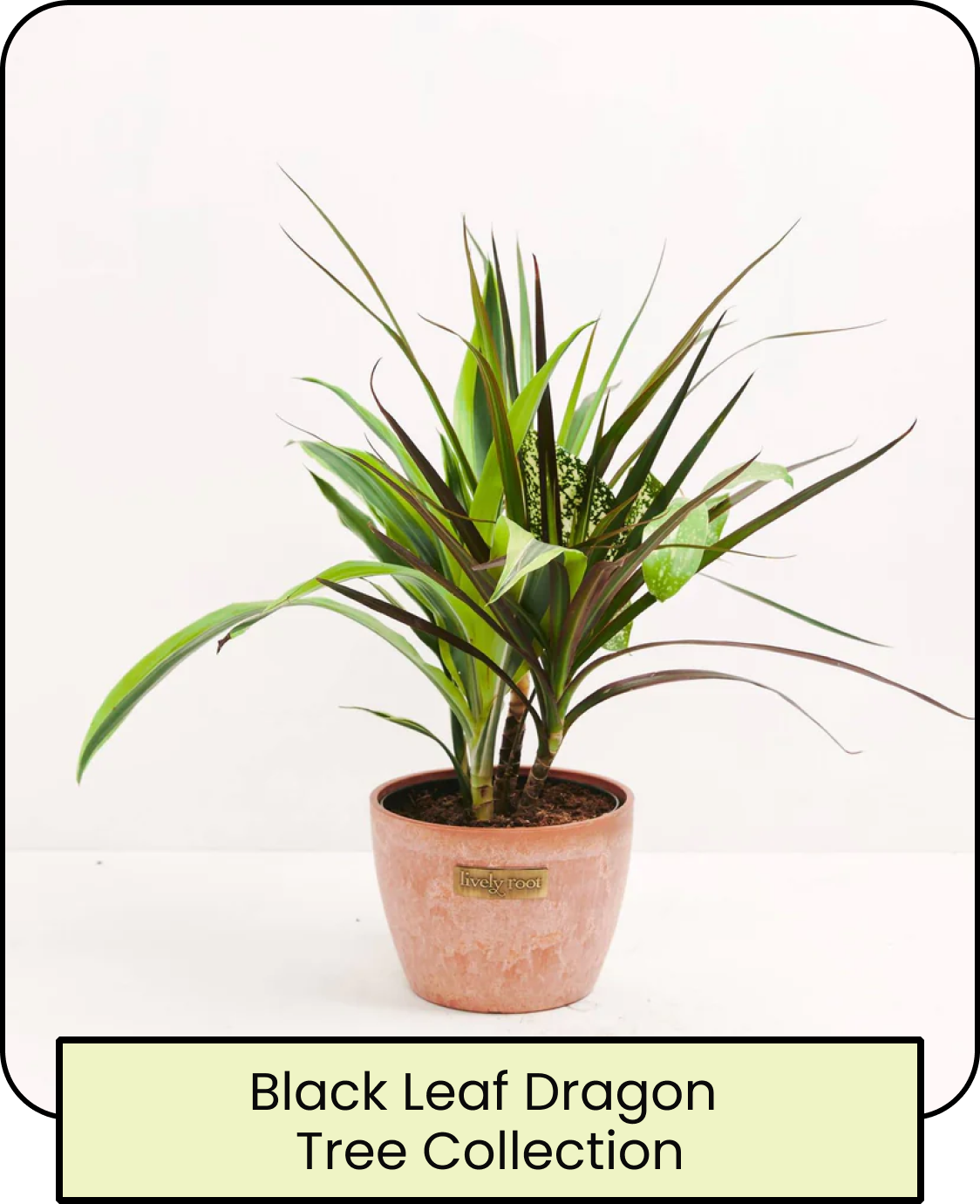 Black Leaf Dragon Tree Collection