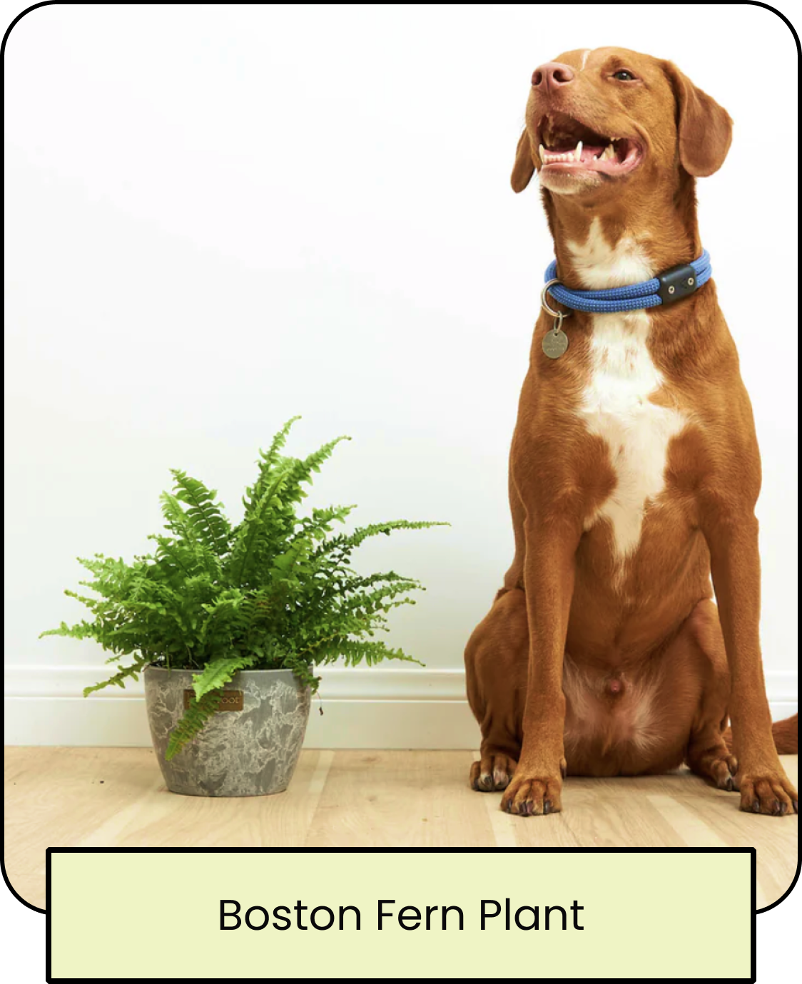 Boston Fern Plant