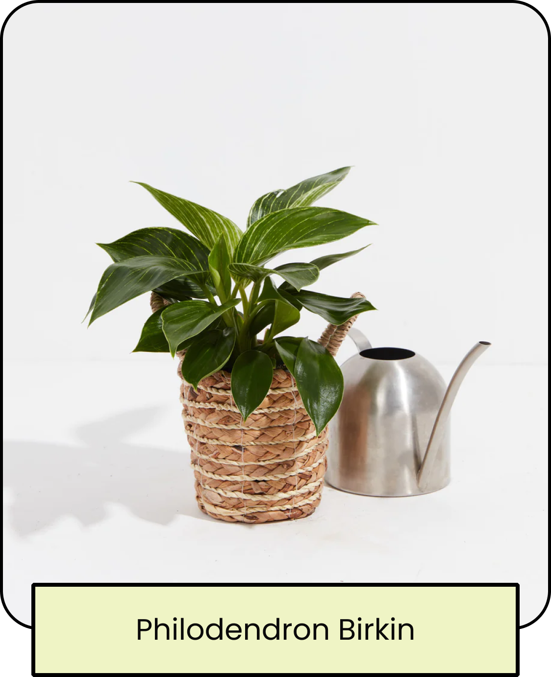 Philodendron Birkin