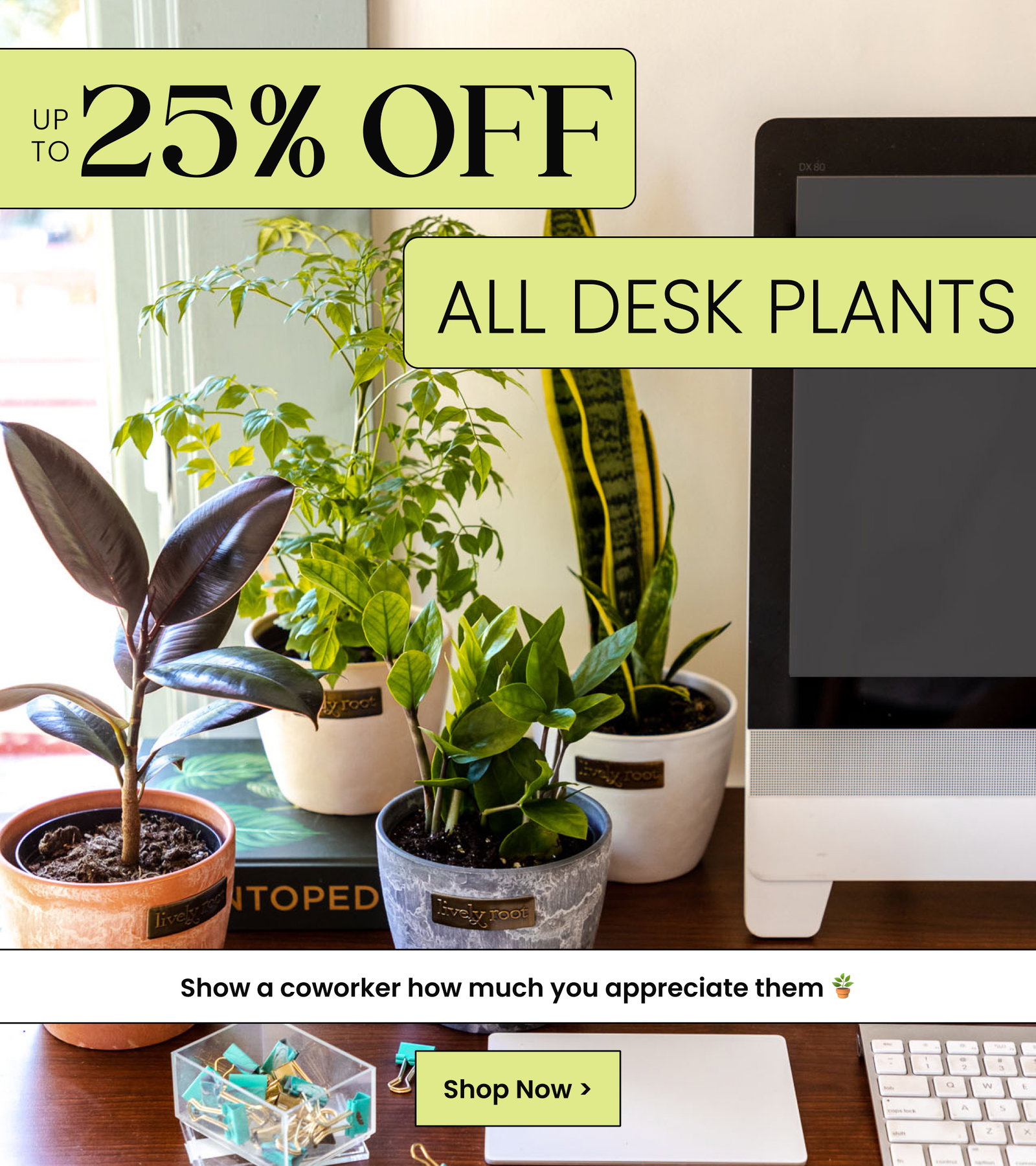 Up to 25% off all desk plants