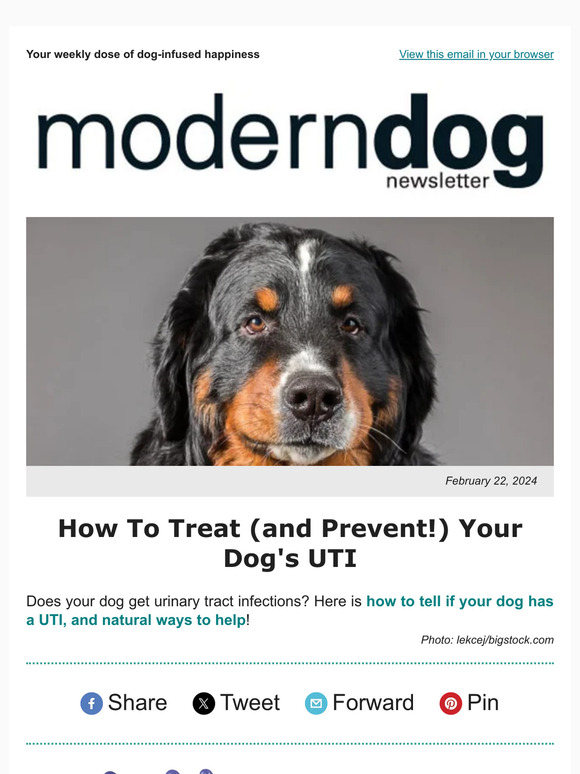 Signs Your Dog Has A Uti