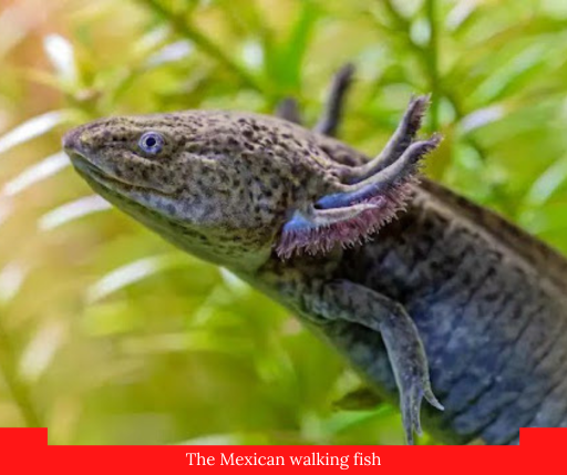 Axceladoes Fish Gage Beasley: Axolotl Odyssey and Dino Discoveries: Exploring the ...