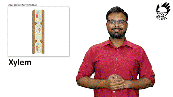 A looping animated sequence showing a bearded man with short dark hair in a red shirt demonstrating the Indian Sign Language sign for xylem.