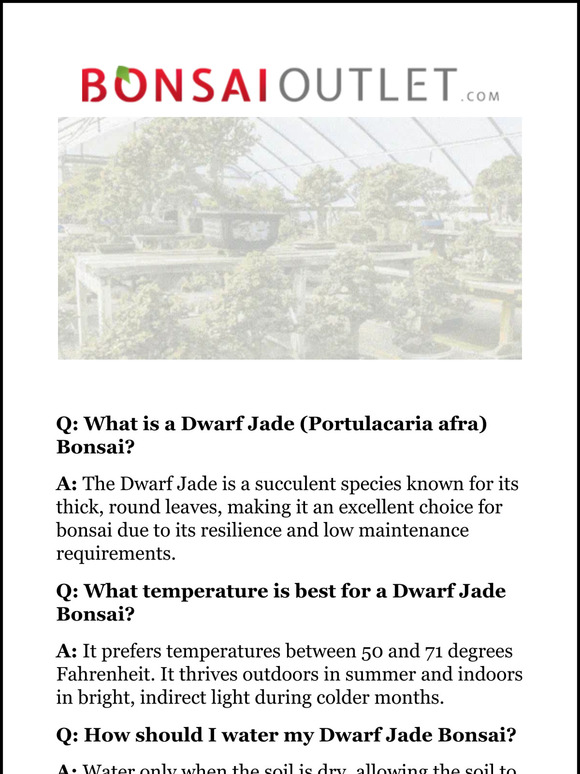 Your dwarf jade questions answered