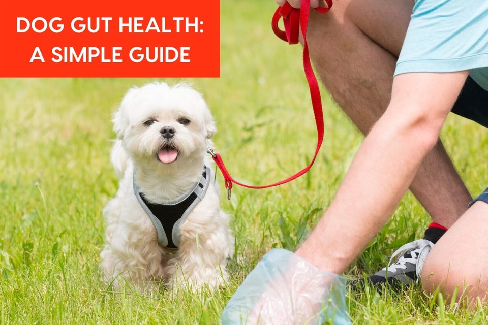 Pupford LLC Your pup's gut health is key to your pup's overall health