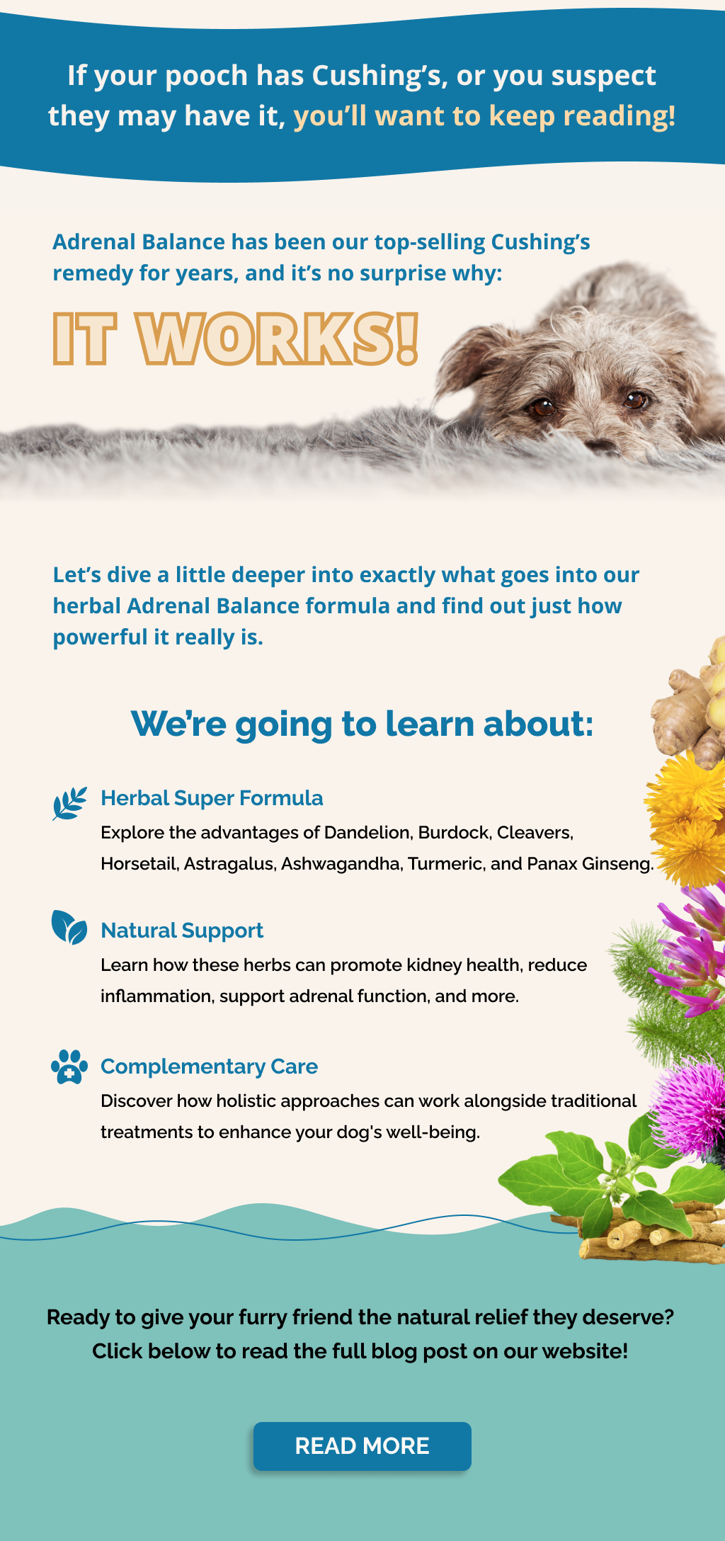 Prana Pets Understanding Cortisol Levels in Your Dog Adrenal Balance