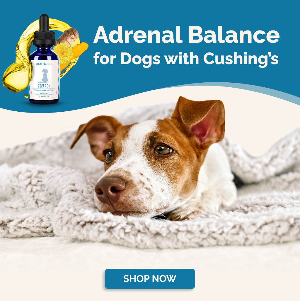 Prana Pets Understanding Cortisol Levels in Your Dog Adrenal Balance