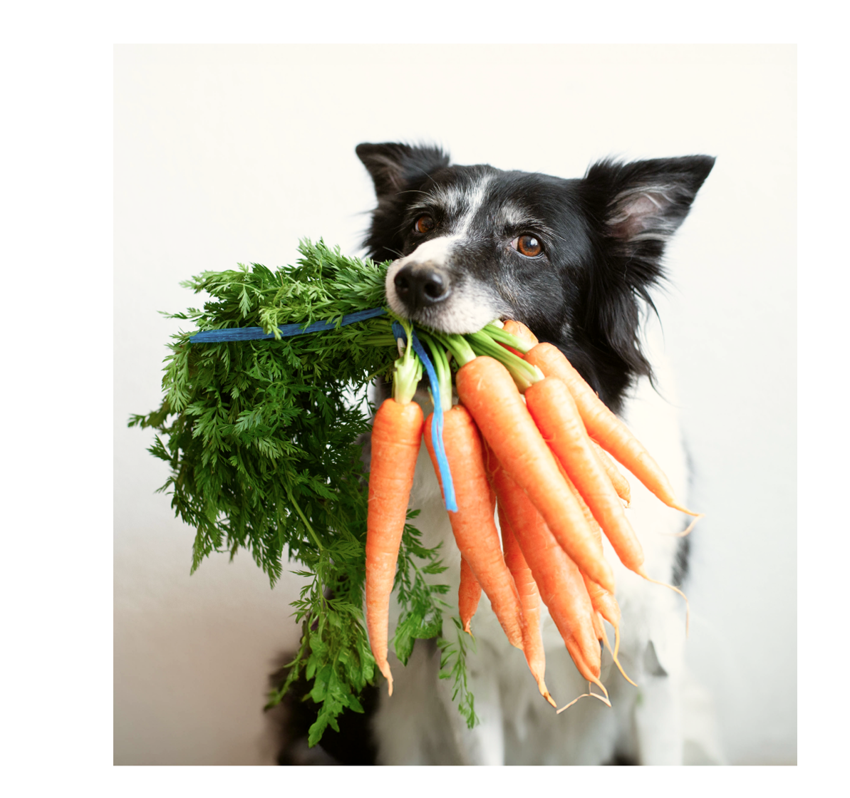 Darwin’s Natural Pet Products Darwin’s isn’t just pet food. Milled