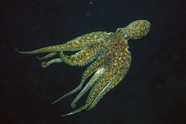 A greenish octopus pictured swimming underwater off the coast of California.