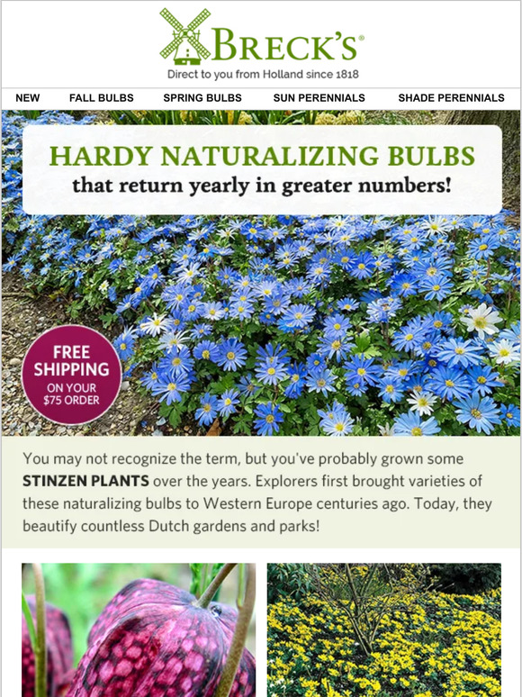 Breck's Order 75 of Naturalizing Bulbs & Get Free 🚚! Milled