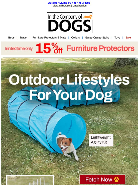 In The Company of Dogs So Much Fun in the Sun Your Dog Will Love it