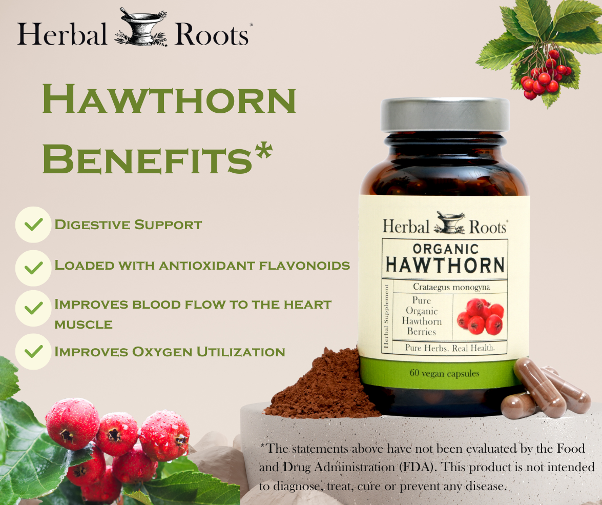 Herbal Roots Hawthorns Are Part Of The Rose Family Milled