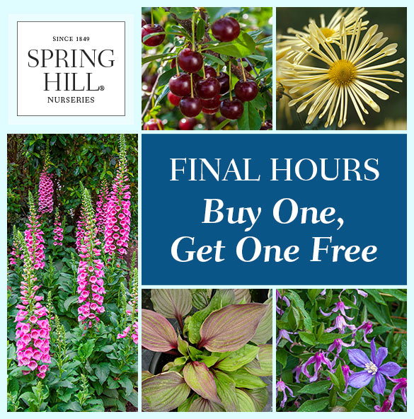 Buy One, Get One Free