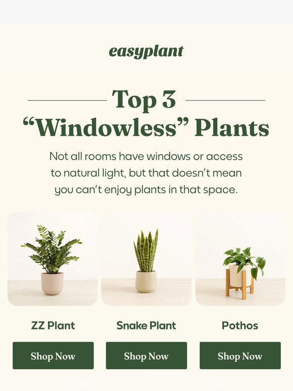 easyplant easycare selfwatering plants These 3 Plants can “Grow in
