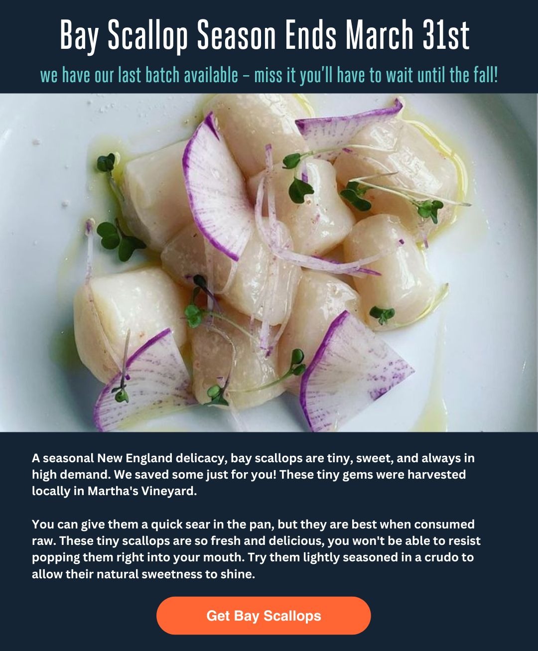bay scallops