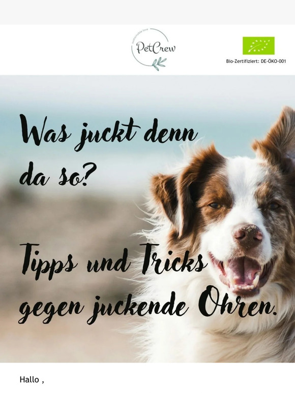 🤔 Warum kratzt sich mein Hund ständig am Ohr?